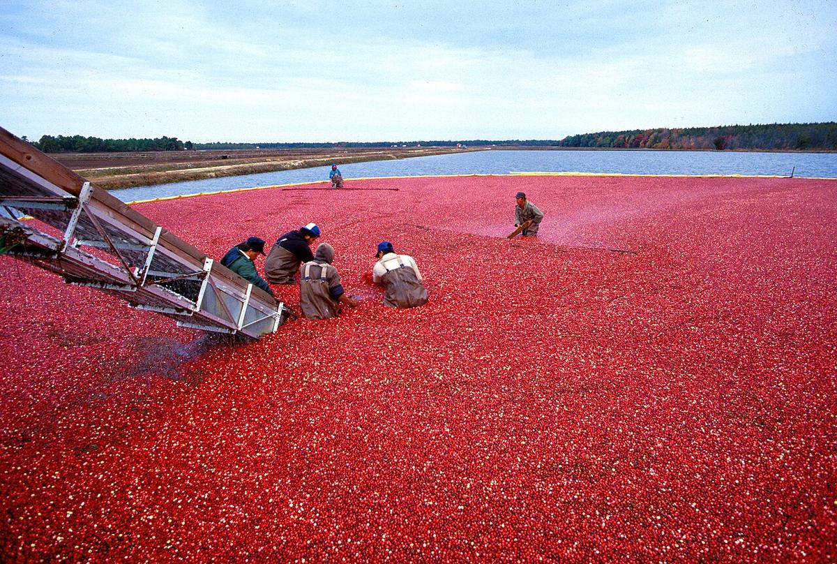 Workers harvesting a flooded cranberry bog covered in floating red berries