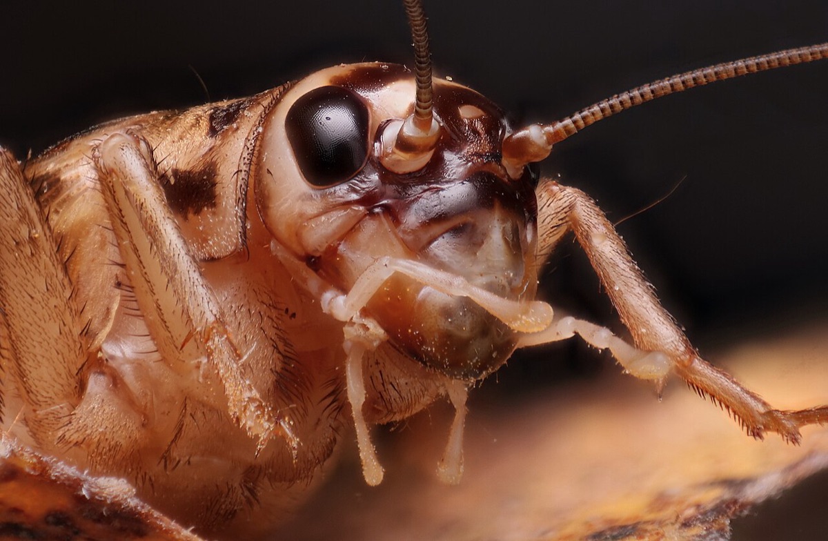 Close-up of a pale brown house cricket, its large black eye, long antennae and front legs in sharp focus against a dark background