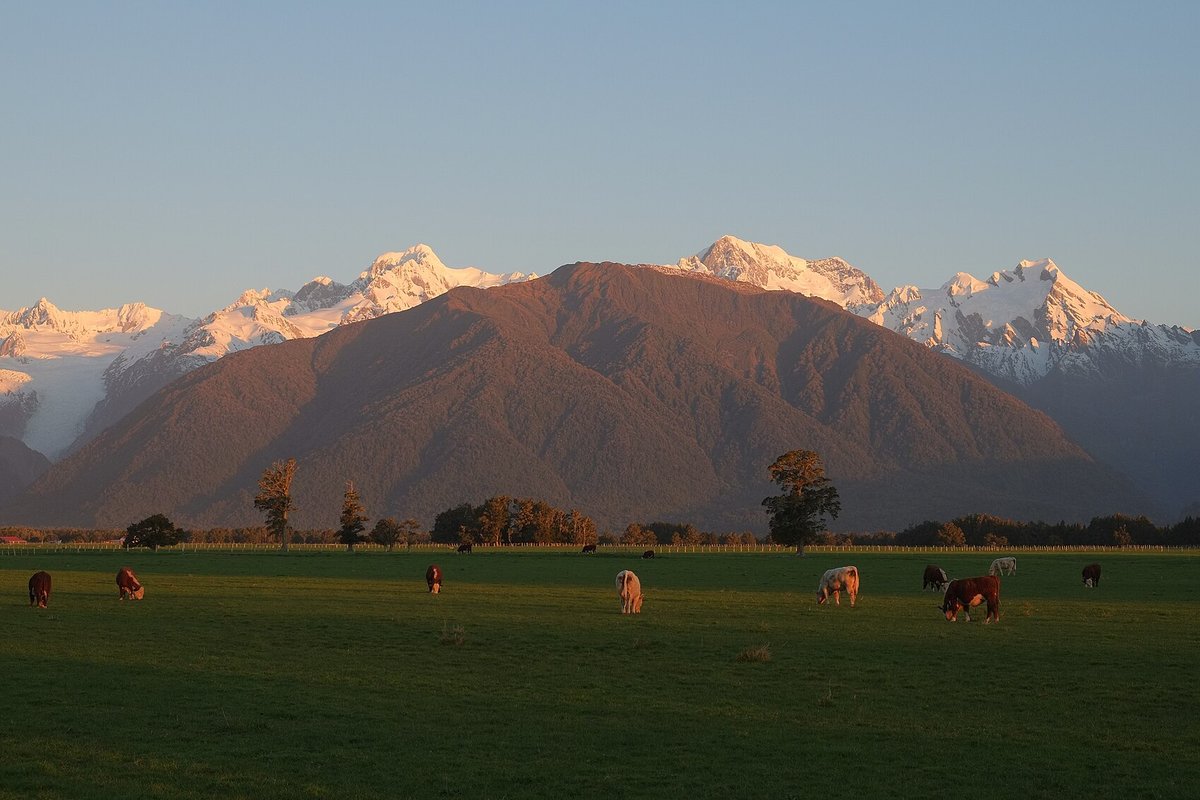 Cows grazing in a green paddock below Mount Tasman and Mount Cook in New Zealand