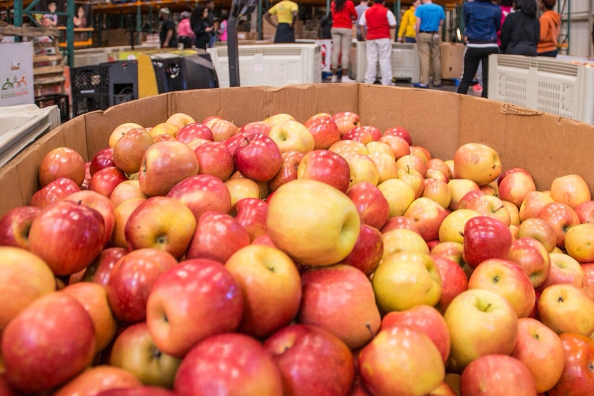 A large cardboard bin full of red and yellow apples in a food bank warehouse, with volunteers in the background
