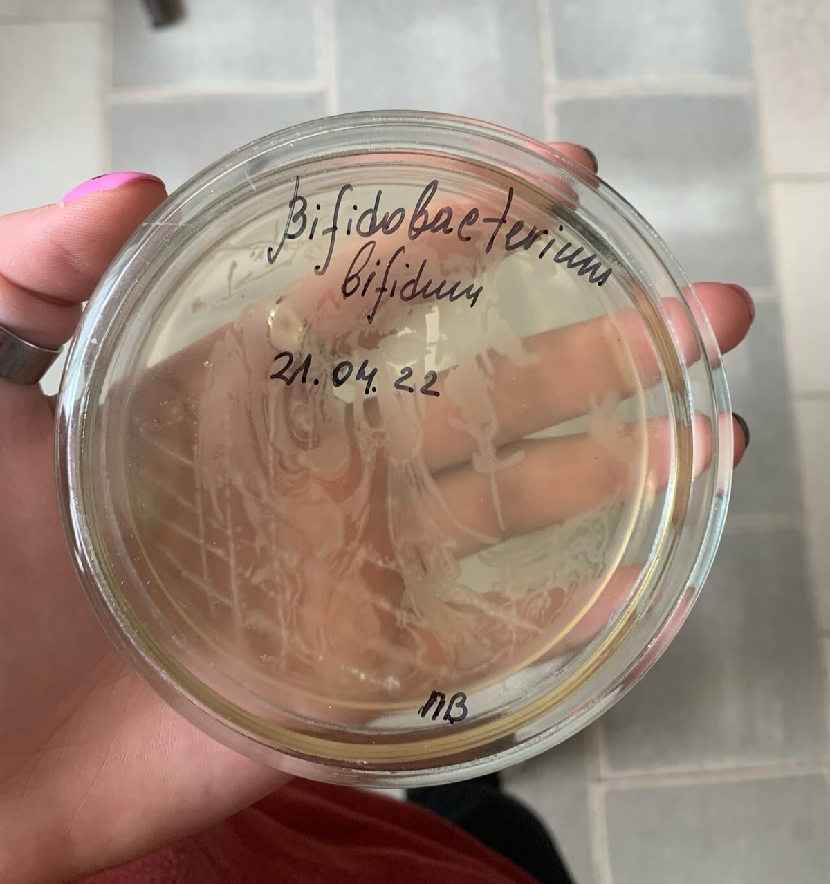 A hand holding a Petri dish of pale Bifidobacterium bifidum colonies growing on agar, labelled in marker pen