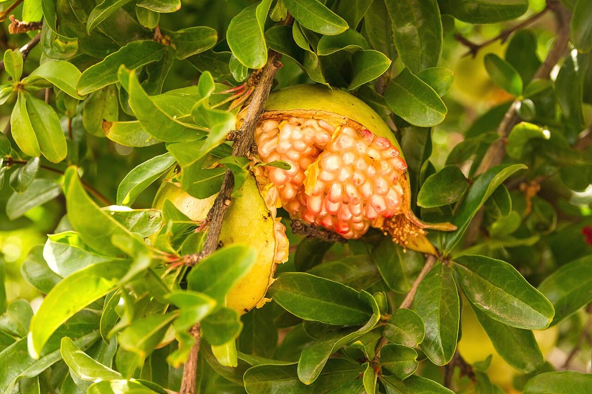 A ripe pomegranate split open on the tree, showing its red seeds