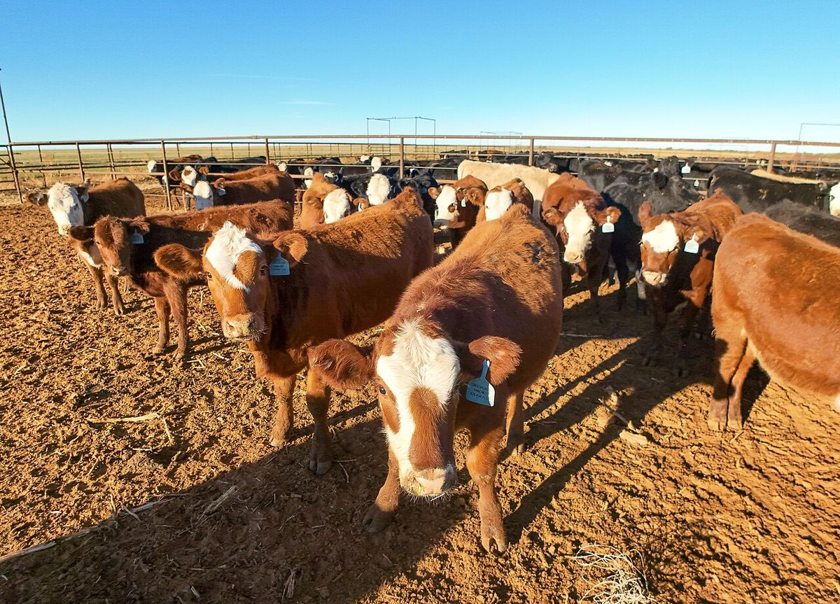 Beef cattle standing in a feedlot under a blue sky